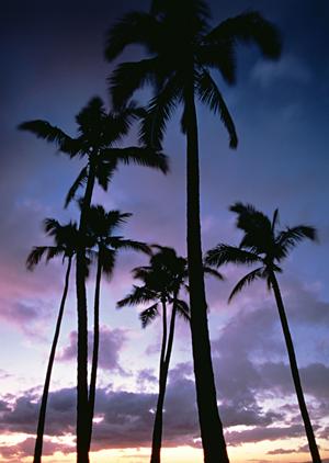 【公式情報をもとに!沖縄・石垣島の快適な宿泊体験】東横INN石垣島の魅力と特徴紹介